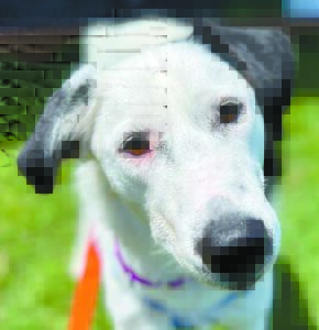 Pet of the Week